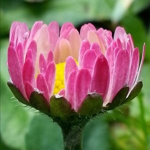 Meet your Posher, Tracey